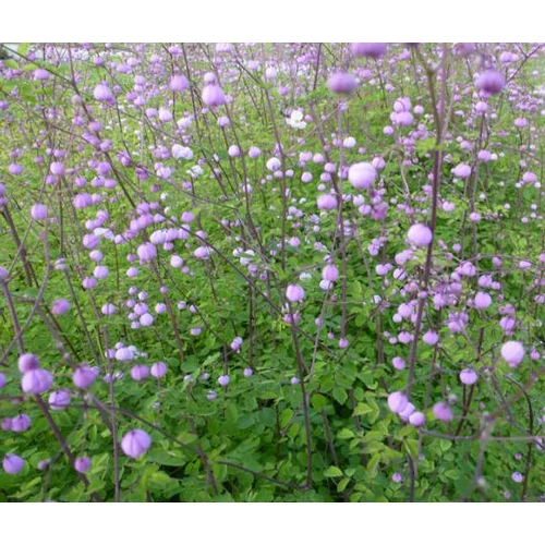 Thalictrum delavayi