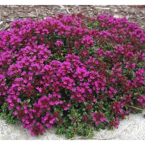Thymus praecox 'Creeping Red'