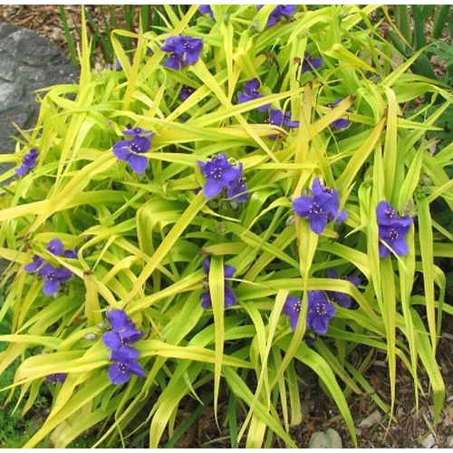 Tradescantia andersoniana 'Sweet Kate'