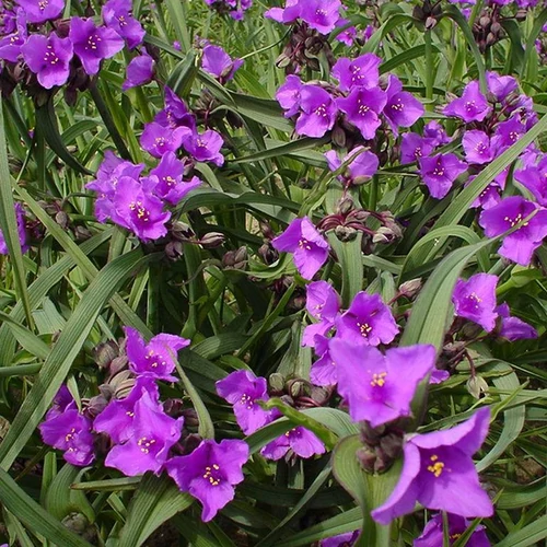 Tradescantia 'Concorde Grape'