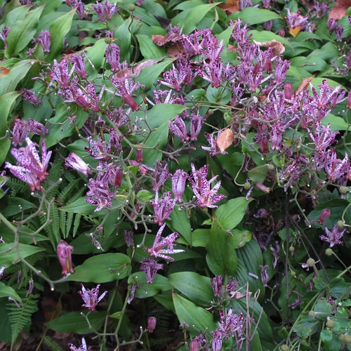 Tricyrtis hirta