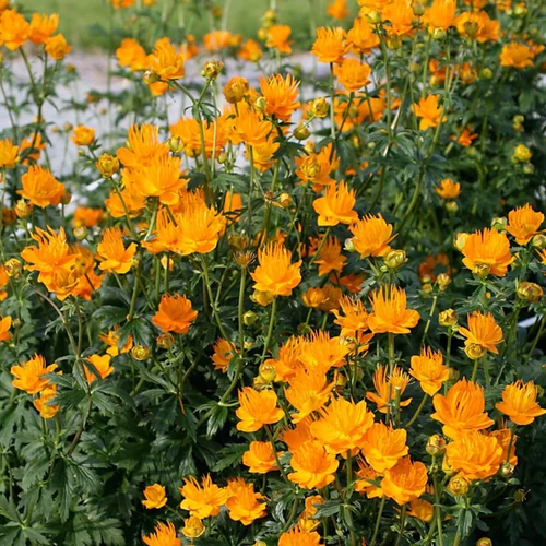 Trollius chinensis 'Golden Queen'