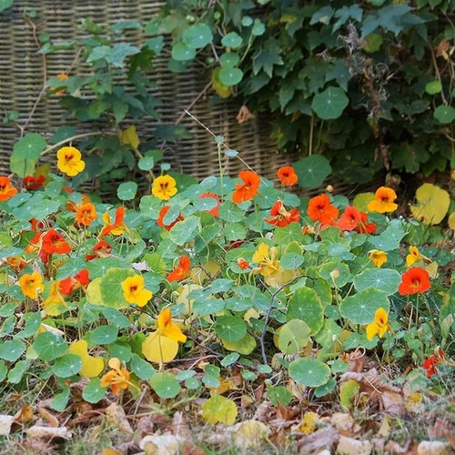 Tropaeolum majus