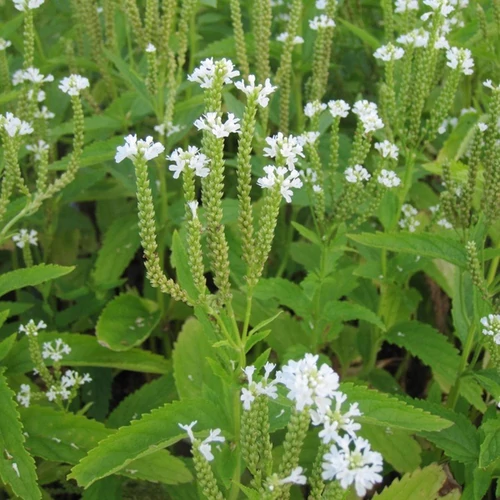 Verbena hastata 'Alba'