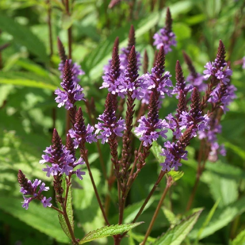 Verbena hastata 'Blue Spires'