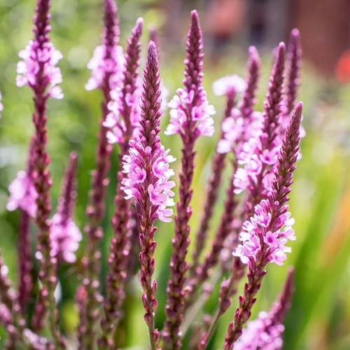Verbena hastata 'Rosea'