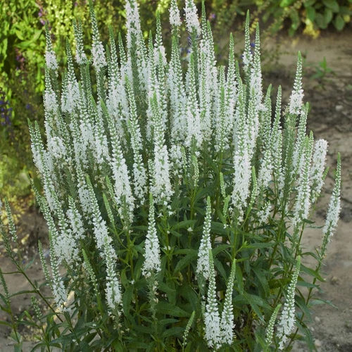 Veronica longifolia 'First Lady'