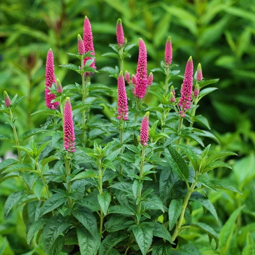 Veronica longifolia 'First Love'