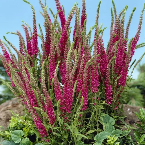 Veronica spicata 'Red Fox'
