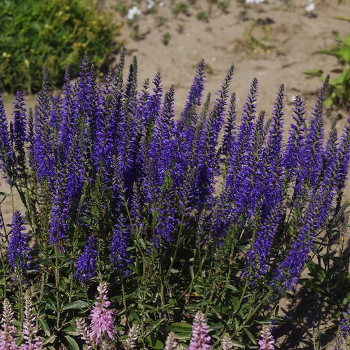 Veronica stelleri