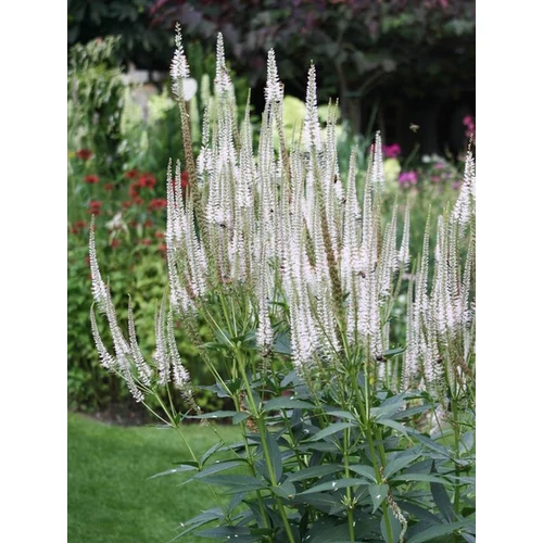 Veronicastrum virginicum 'Diana'