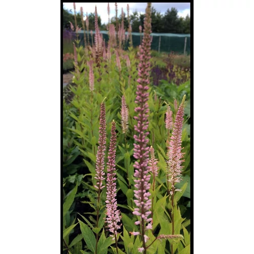 Veronicastrum virginicum 'Pink Glow'