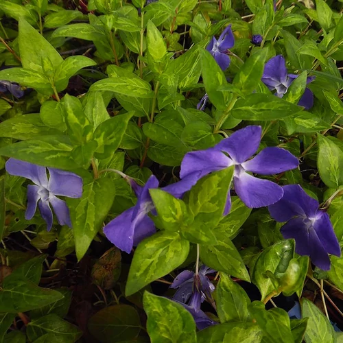 Vinca major 'Maculata'