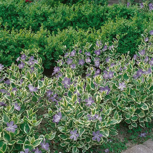 Vinca major 'Variegata'