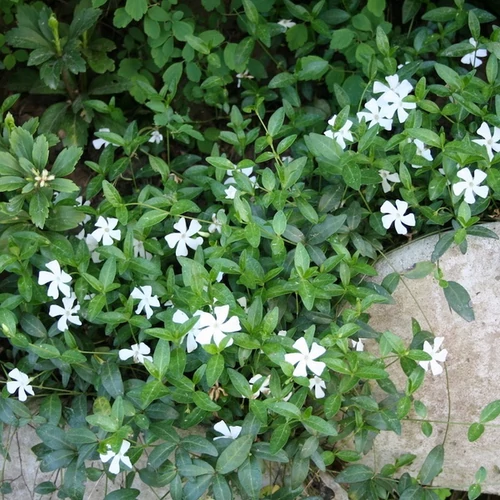 Vinca minor 'Alba'