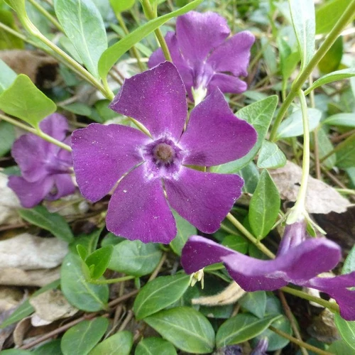 Vinca minor 'Atropurpurea'
