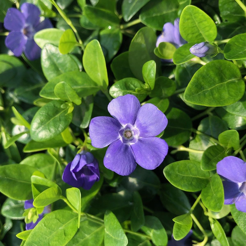 Vinca minor 'Bowles'