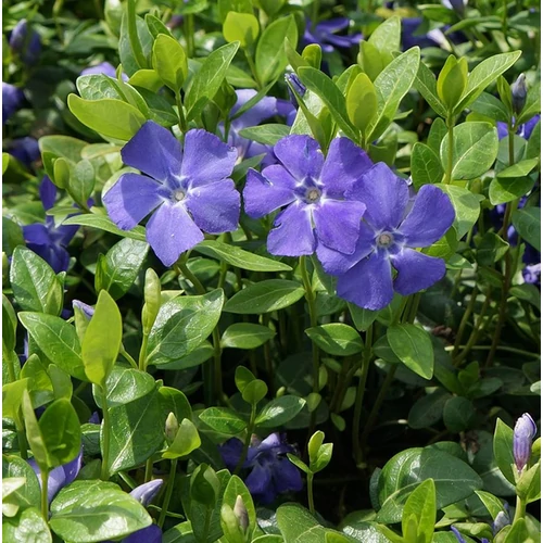 Meténg kicsi - Vinca minor 'Bowles's Variety' 10/20cm K9x9cm