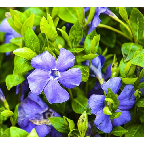 Meténg kicsi kék - Vinca minor 'Flower Power' 10/20cm K9x9cm