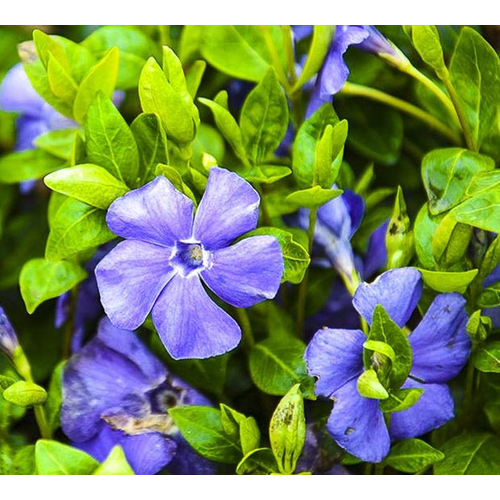 Vinca minor 'Flower Power'