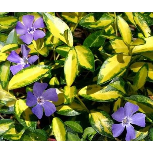 Vinca minor 'Illumination'