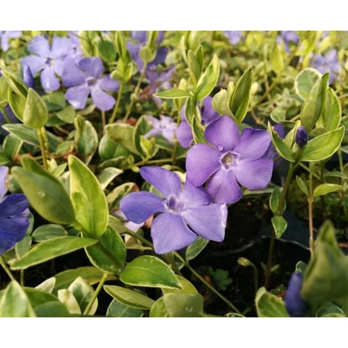 Vinca minor 'Variegata'