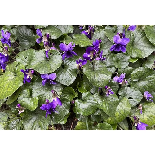 Viola labradorica