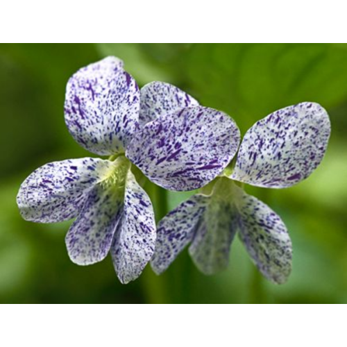 Viola sororia 'Dark Freckles'