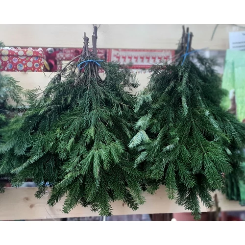 Abies nordmanniana