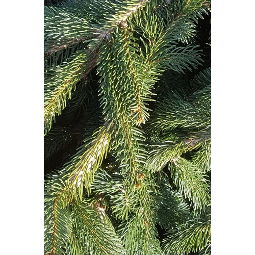 Lucfenyő - Picea abies csokor