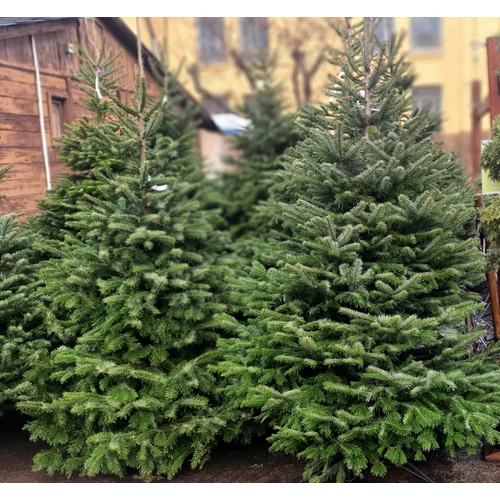 Jegenyefenyő kaukázusi - Abies nordmanniana 125/150cm vágott