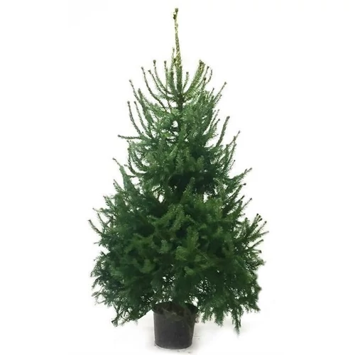Picea omorica