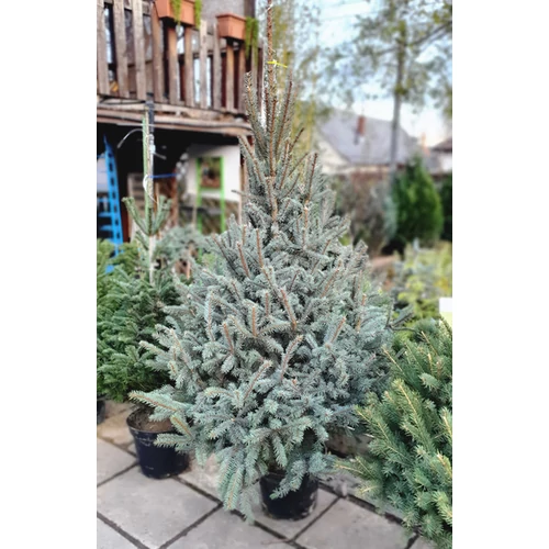 Picea pungens