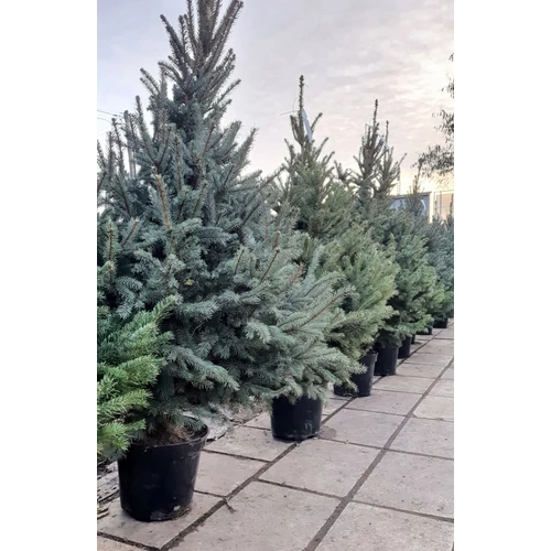 Picea pungens