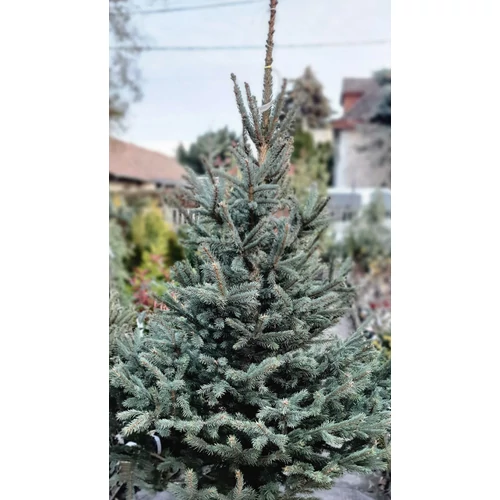 Ezüstfenyő - Picea pungens 100/125cm vágott