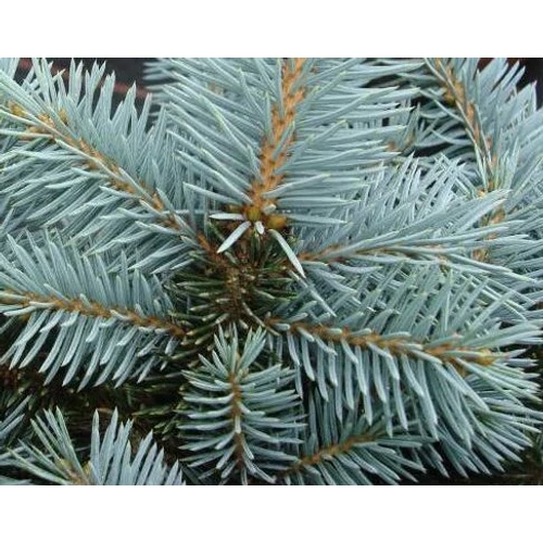 Ezüstfenyő csokor - Picea pungens