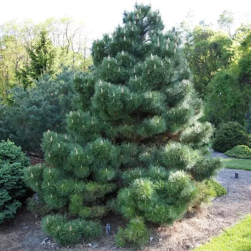 Feketefenyő - Pinus nigra 80/100cm vágott