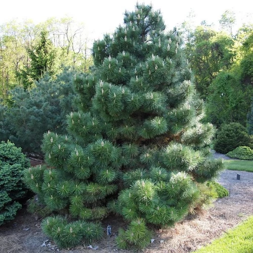 Feketefenyő - Pinus nigra 150/200cm vágott