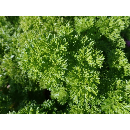 Petroselinum crispum 'Mooskrause'