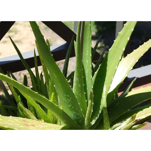 Aloe orvosi - Aloe Vera 15/20cm K12cm - Borhy Kertszet