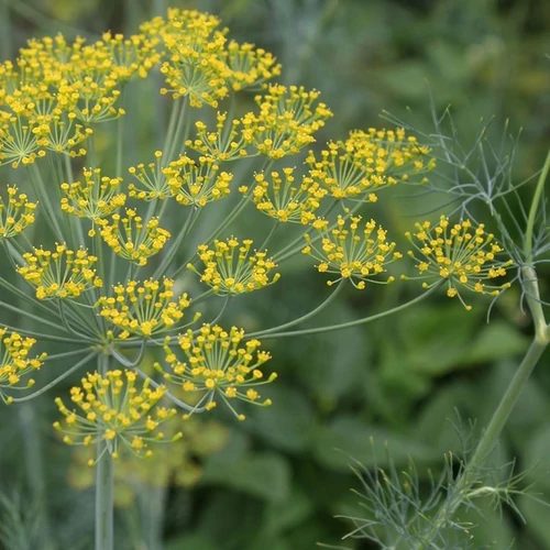 Anethum graveolens 'Goldkorn'