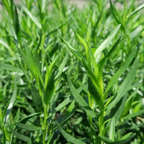 Artemisia 'Pfefferkorn'