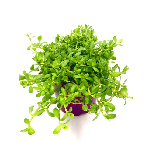 Bacopa monnieri