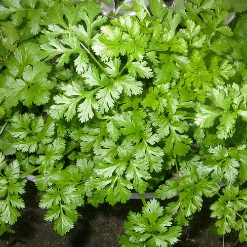 Coriandrum sativum