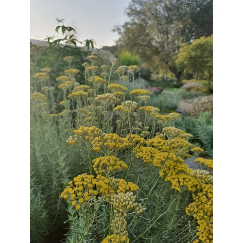 Helichrysum italicum