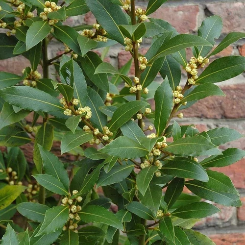 Laurus nobilis