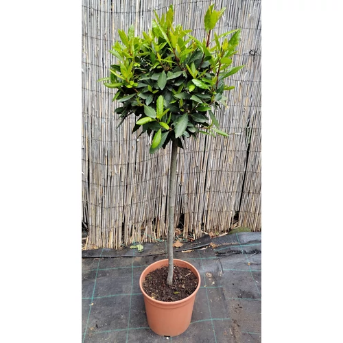 Laurus nobilis