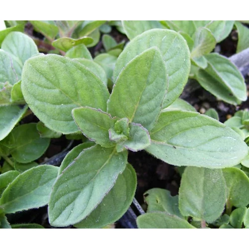 Menta citrom - Mentha spicata 'Sweet Lemon' 10/20 cm K12cm