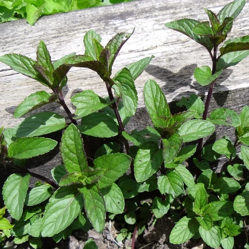 Mentha piperita