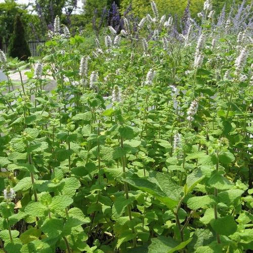 Mentha rotundifolia 'Bowles'